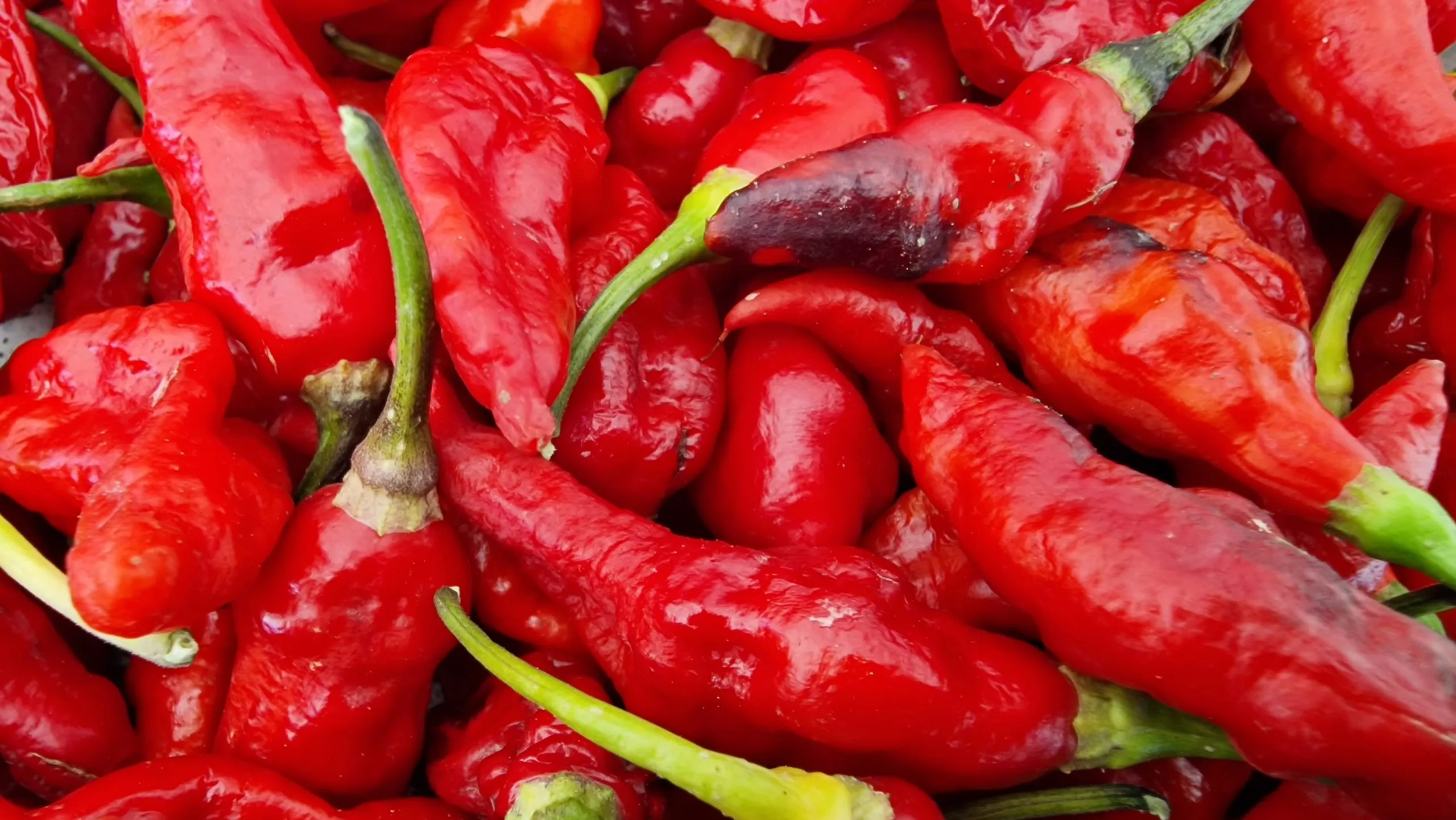 Black Ghost Chilli Seeds - Image 6