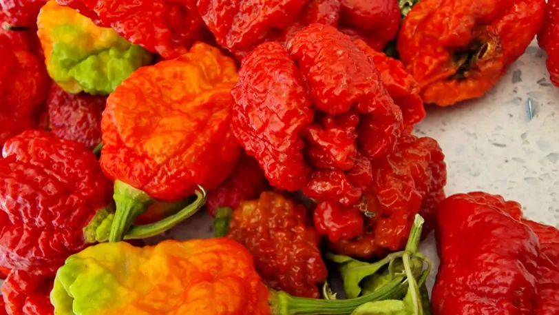 Carolina Reaper x Moruga Chilli Seeds - Image 4