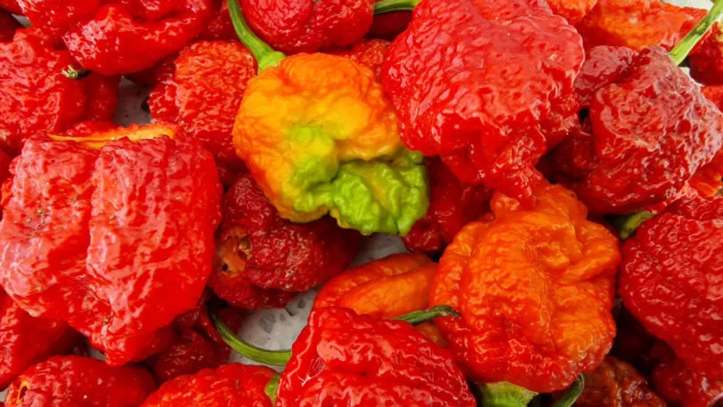 Carolina Reaper x Moruga Chilli Seeds - Image 5