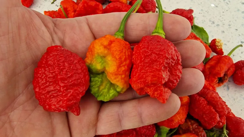 Reaper X Moruga Chilli Seeds