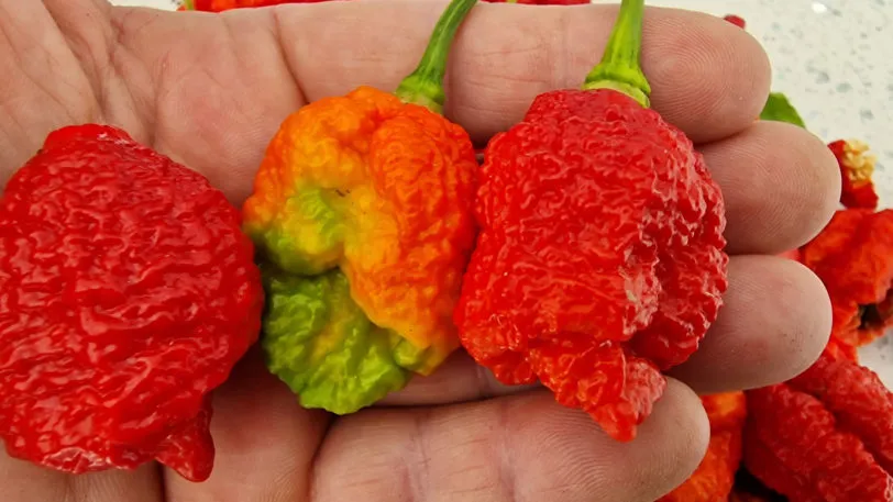 Carolina Reaper x Moruga Chilli Seeds - Image 3