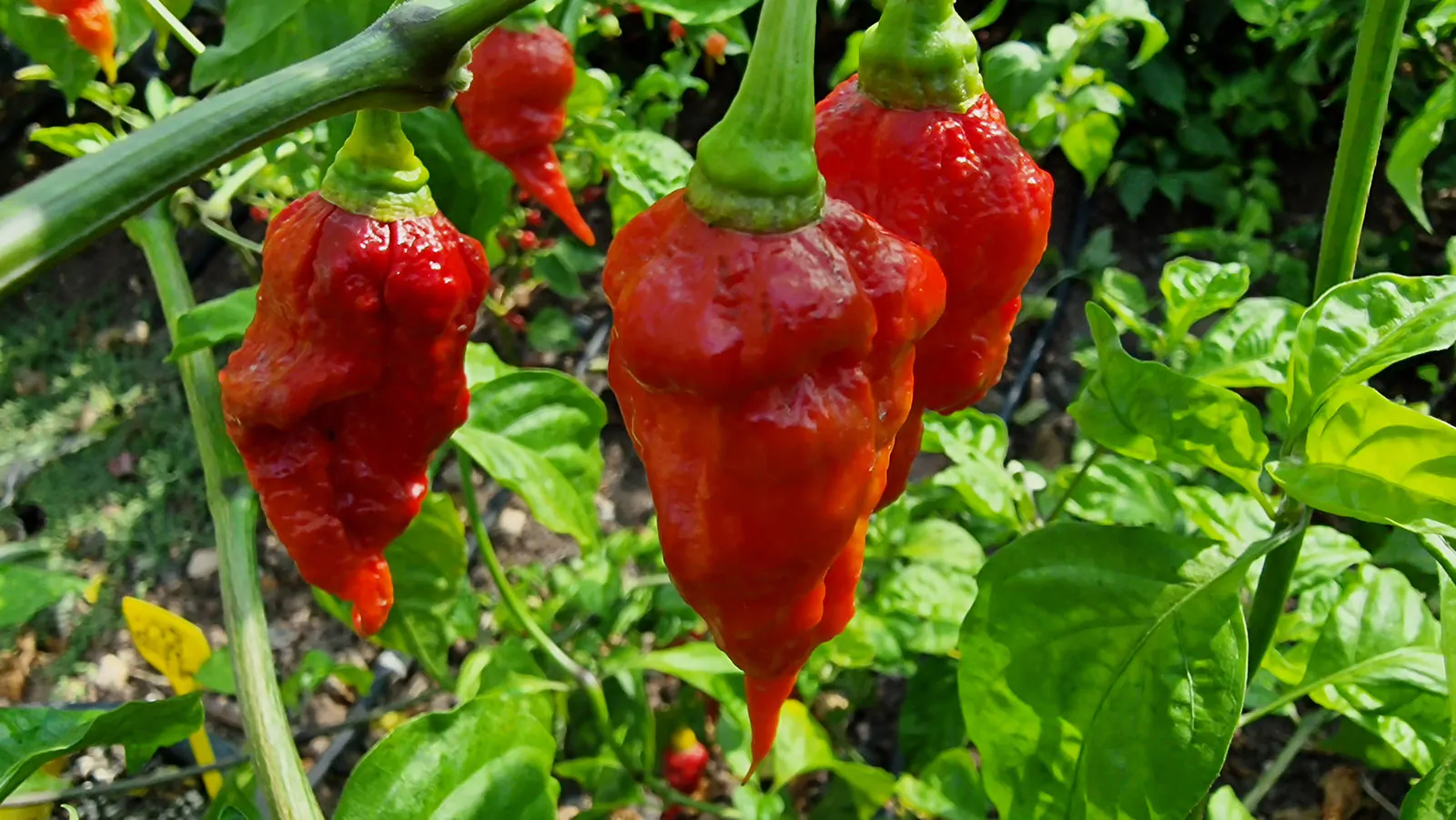 Gasoline Chilli Seeds - Image 6