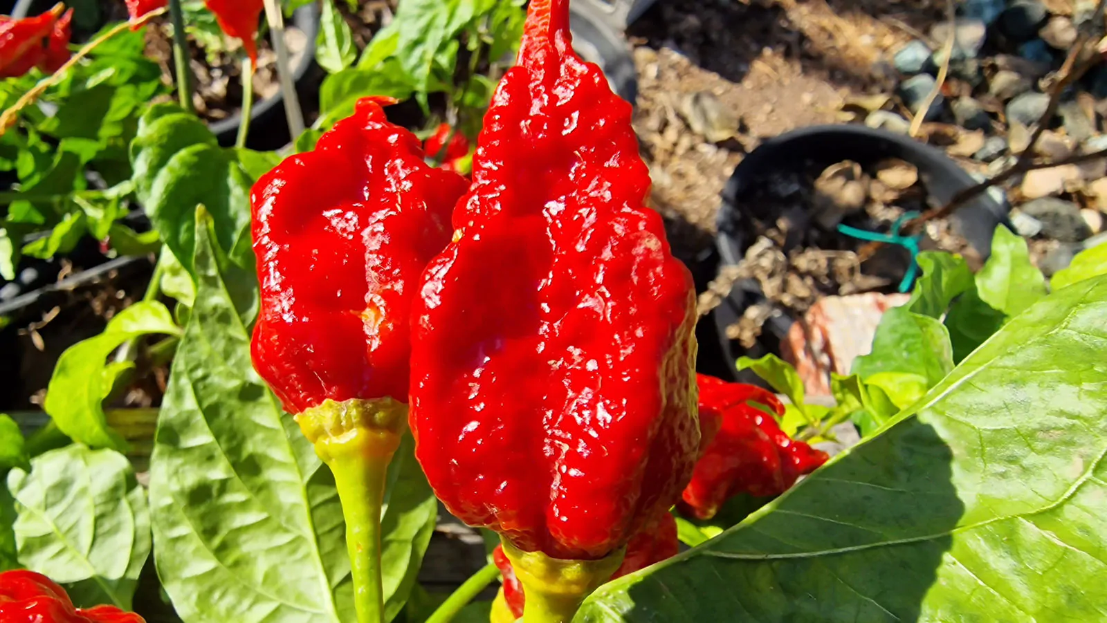 Gasoline Chilli Seeds - Image 8