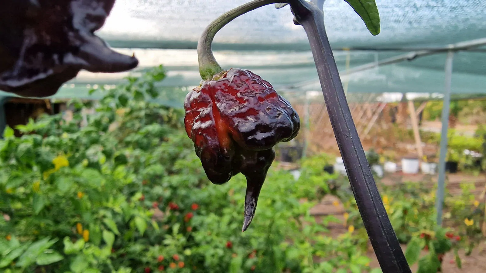 Carolina Reaper Purple Chilli Seeds - Image 12
