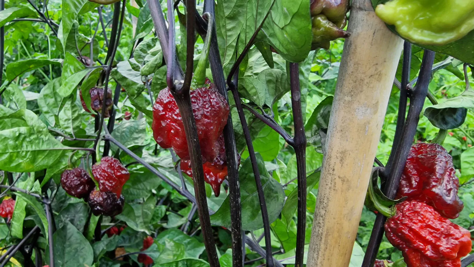 Carolina Reaper Purple Chilli Seeds - Image 14