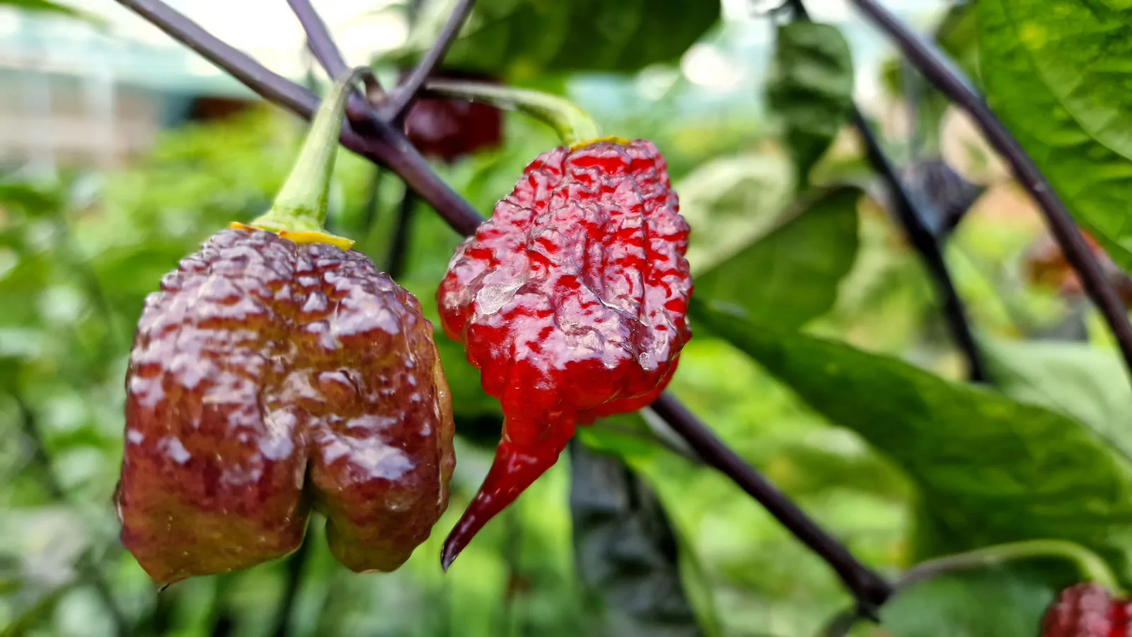 Carolina Reaper Purple Chilli Seeds - Image 15