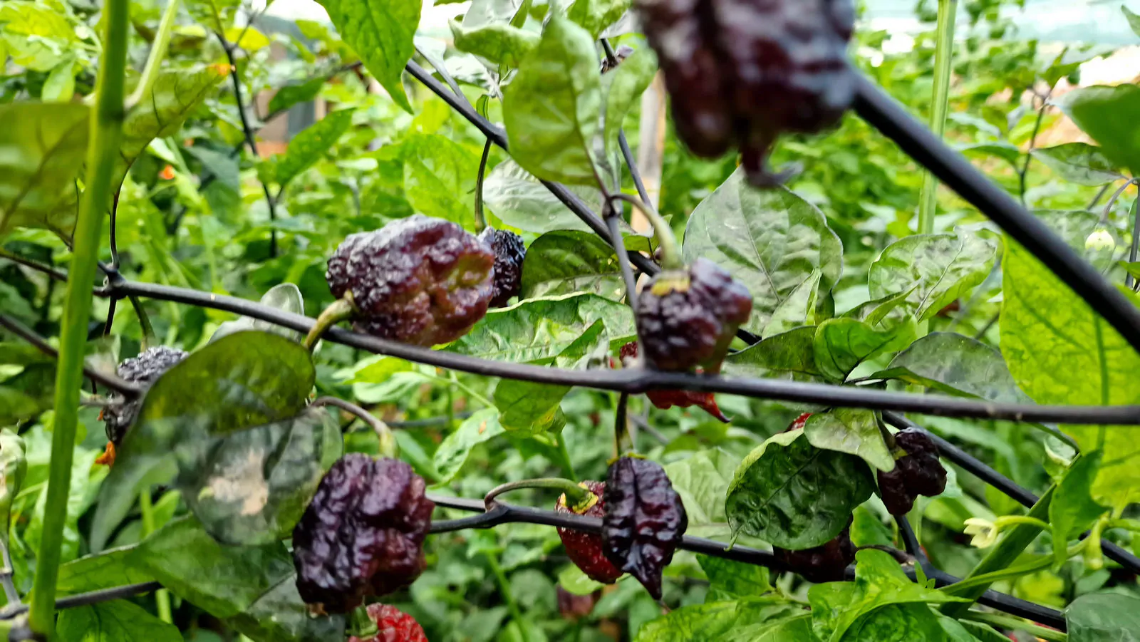 Carolina Reaper Purple Chilli Seeds - Image 16