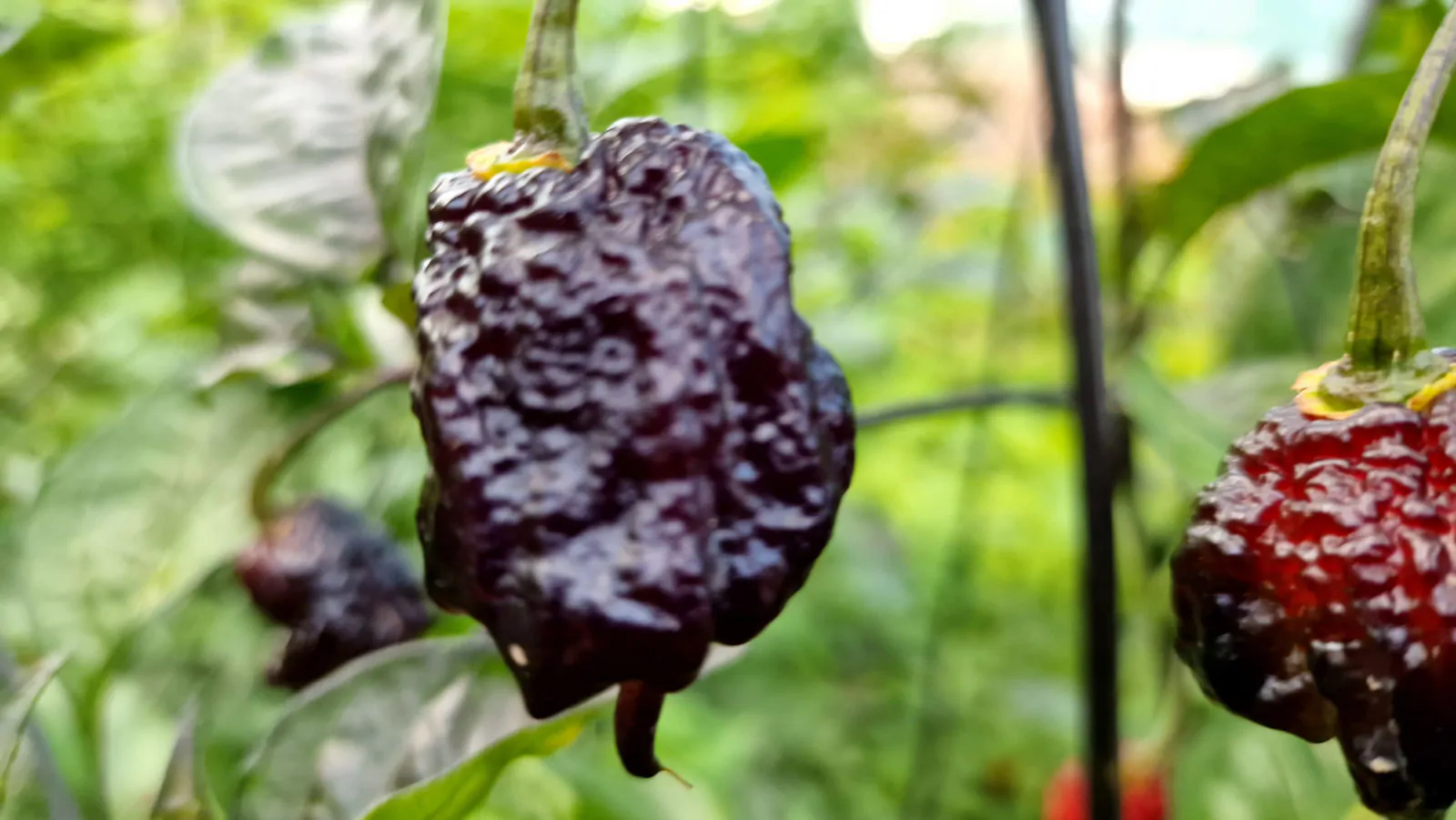 Carolina Reaper Purple Chilli Seeds - Image 17