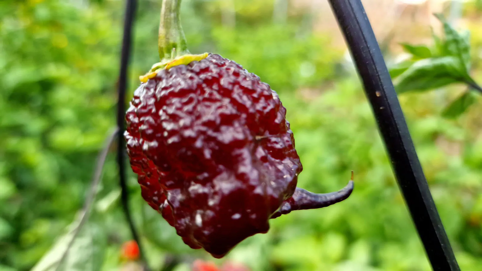 Carolina Reaper Purple Chilli Seeds - Image 5
