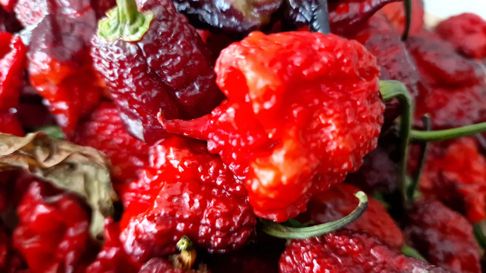 Carolina Reaper Purple Chilli Seeds - Image 7