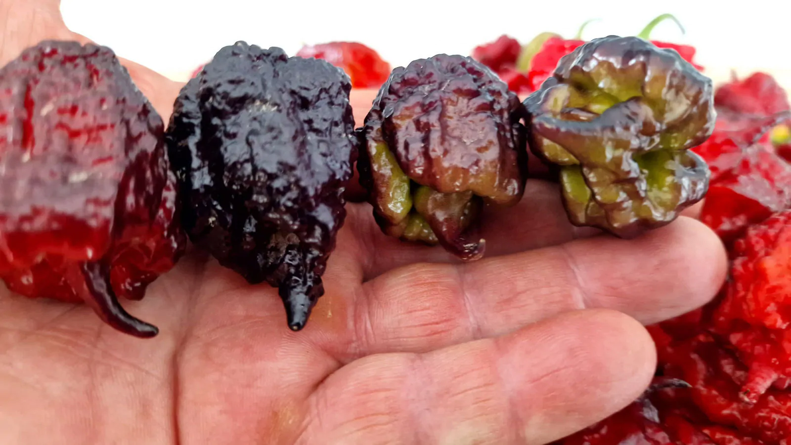 Carolina Reaper Purple Chilli Seeds - Image 9