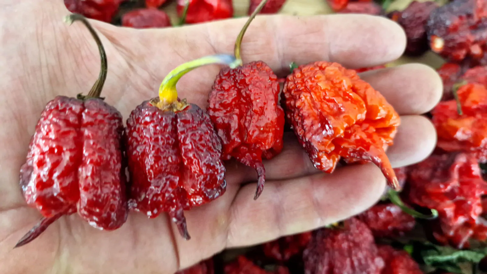 Carolina Reaper Purple Chilli Seeds - Image 10