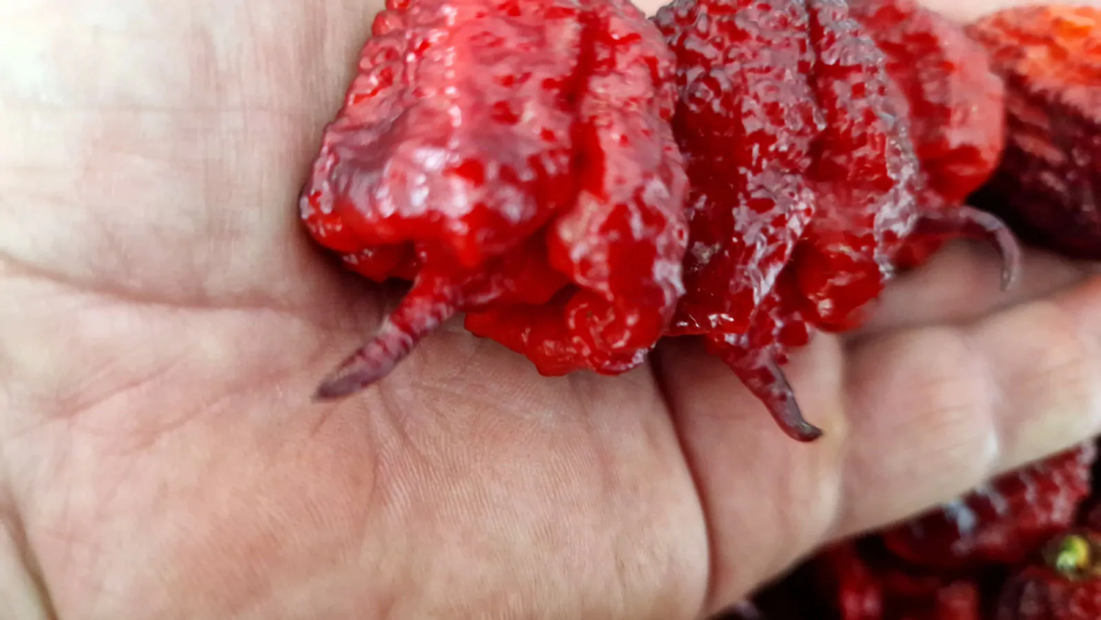 Carolina Reaper Purple Chilli Seeds - Image 3