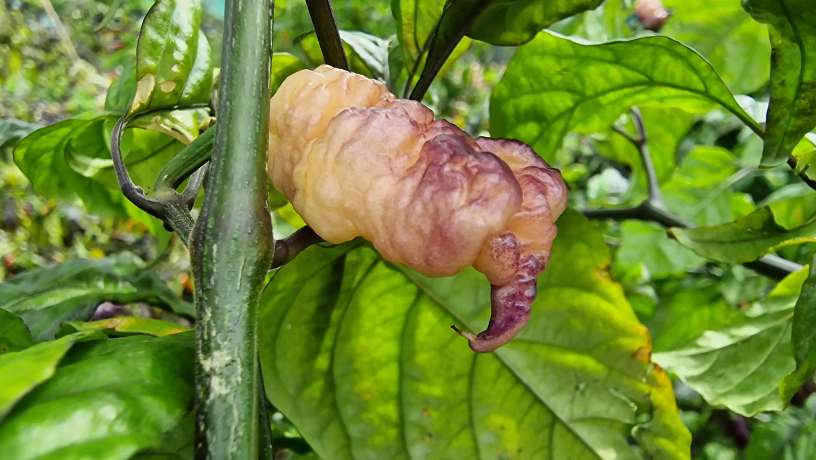 Carolina Reaper Pink Peach Chilli Seeds - Image 7