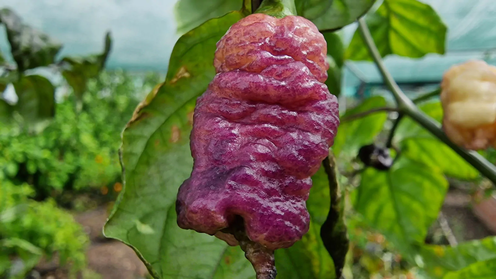 Carolina Reaper Pink Chilli Seeds