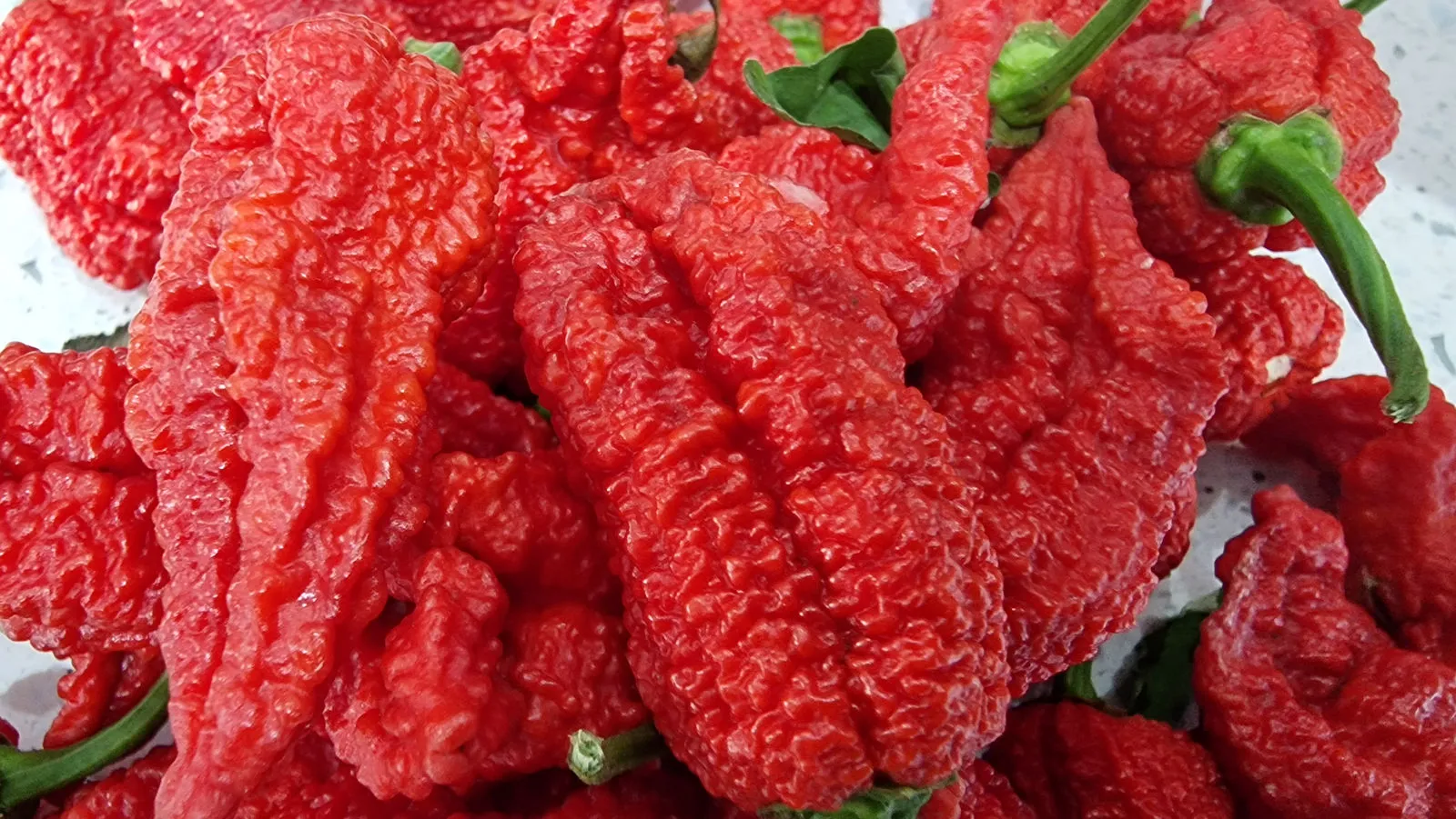 Jigsaw Red Chilli Seeds - Image 4