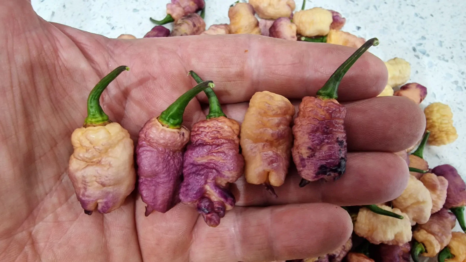 Carolina Reaper Pink Peach Chilli Seeds - Image 3