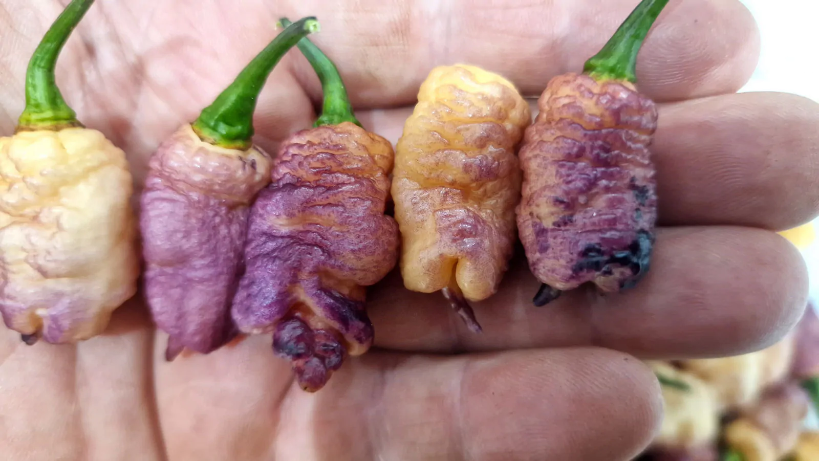 Carolina Reaper Pink Peach Chilli Seeds - Image 8