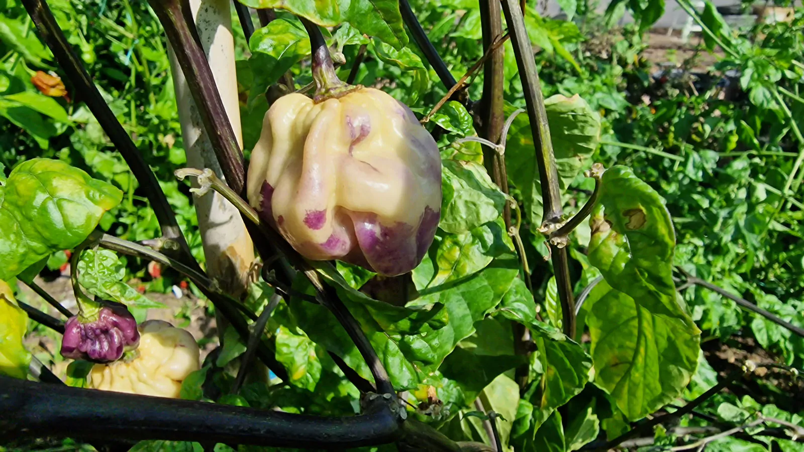 Purple Ghost Scorpion Cream Chilli Seeds - Image 5