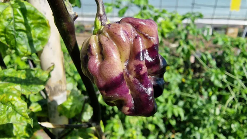 Purple Ghost Scorpion Cream Chilli Seeds - Image 3