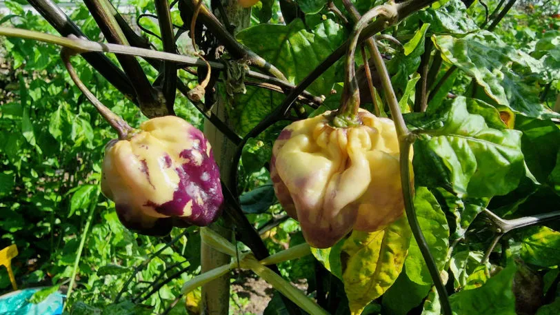 Purple Ghost Scorpion Cream Chilli Seeds - Image 7