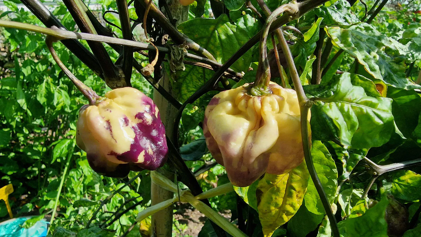 Purple Ghost Scorpion Cream Chilli Seeds - Image 7