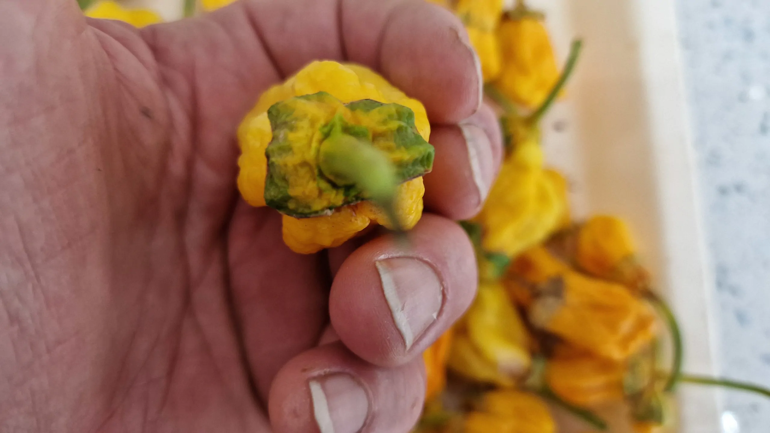 Lucifers Lemons Chilli Seeds - Image 4