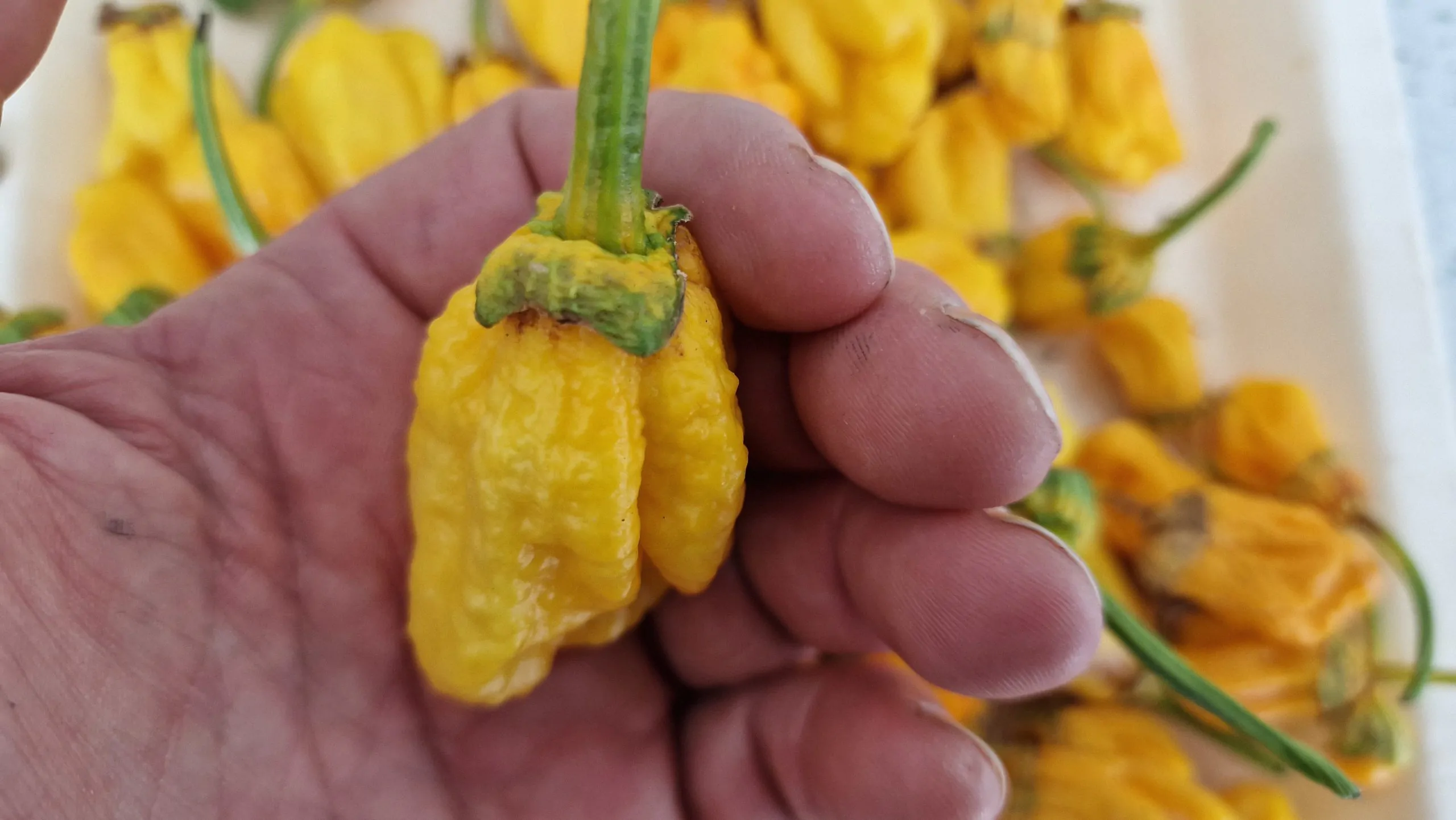 Lucifers Lemons Chilli Seeds - Image 2