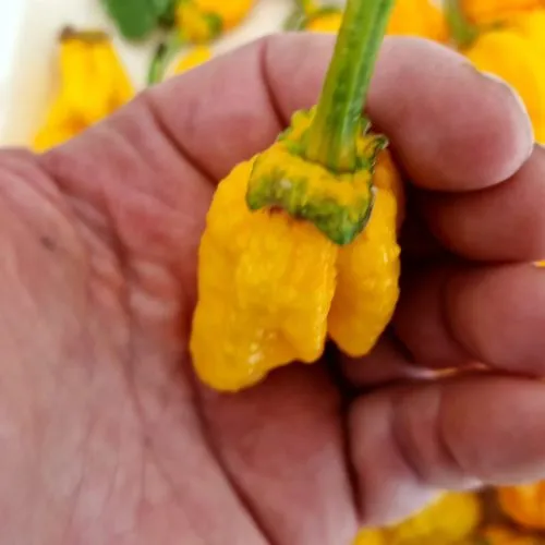 Lucifers Lemons BBG Chilli Seeds
