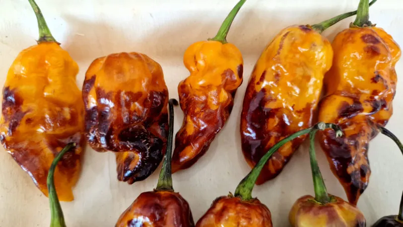 Pink Tiger X Moruga Yellow Chilli Seeds - Image 3