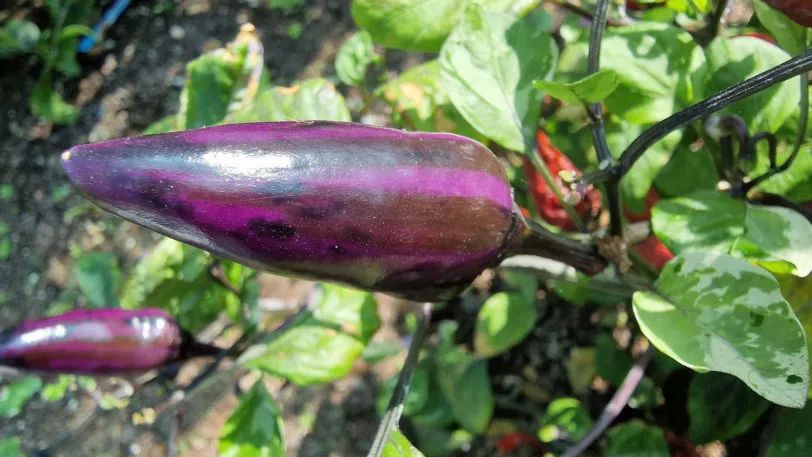 Jalapeno Tiger Chilli Seeds - Image 13