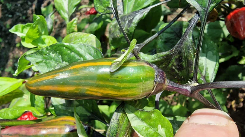 Jalapeno Tiger Chilli Seeds - Image 12