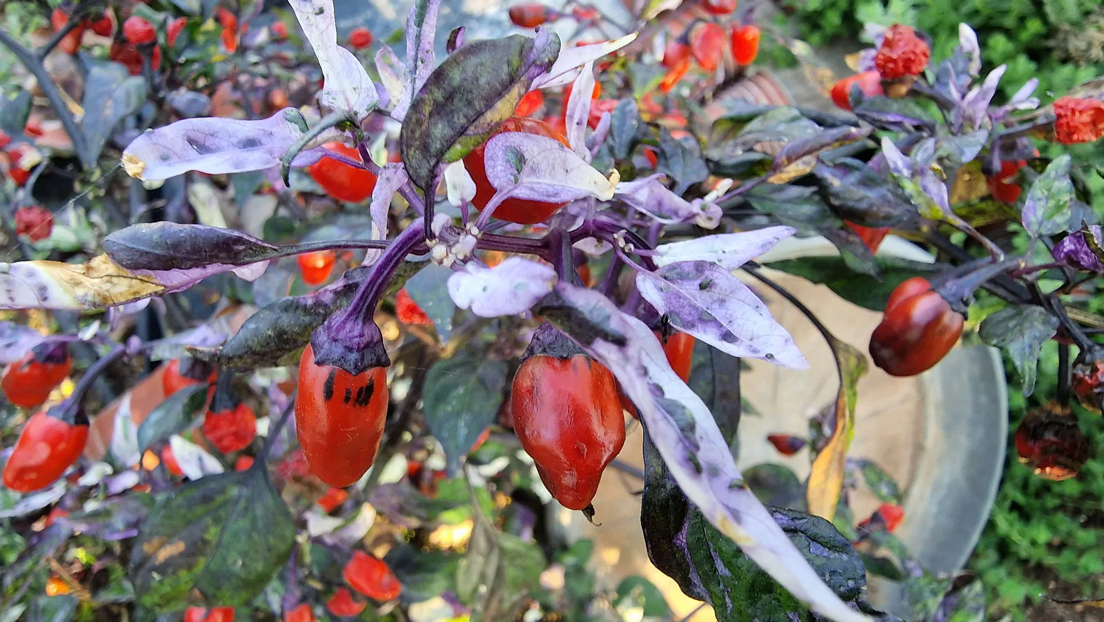 Jigsaw Variegated Chilli Seeds - Image 3