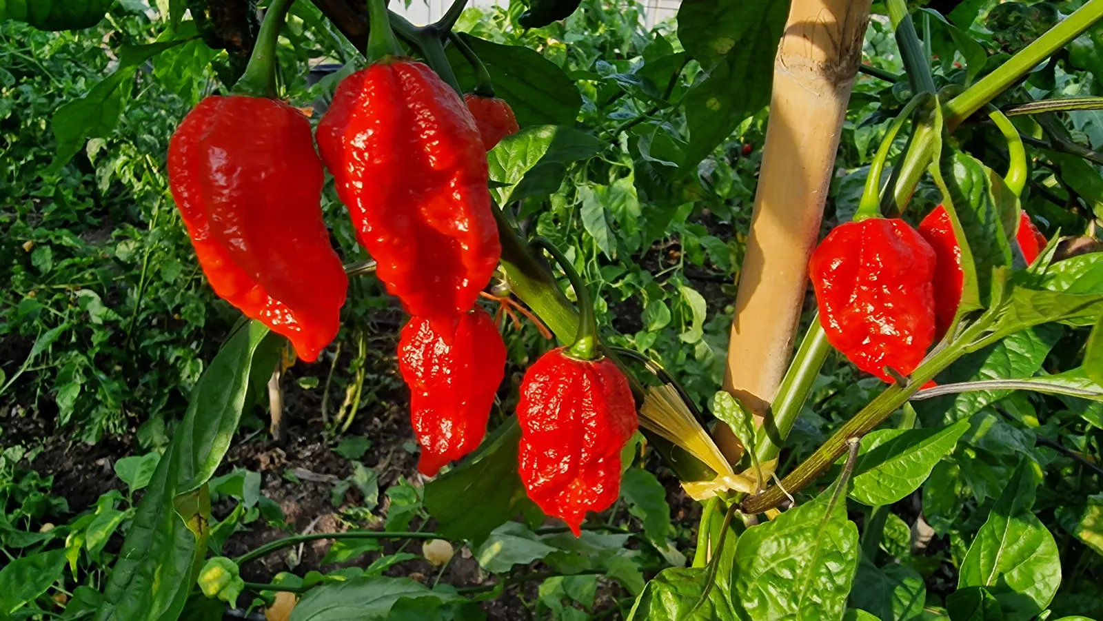 Big Red Mama Chilli Seeds - Image 10