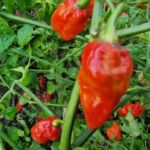Komodo Dragon Red Chilli Seeds