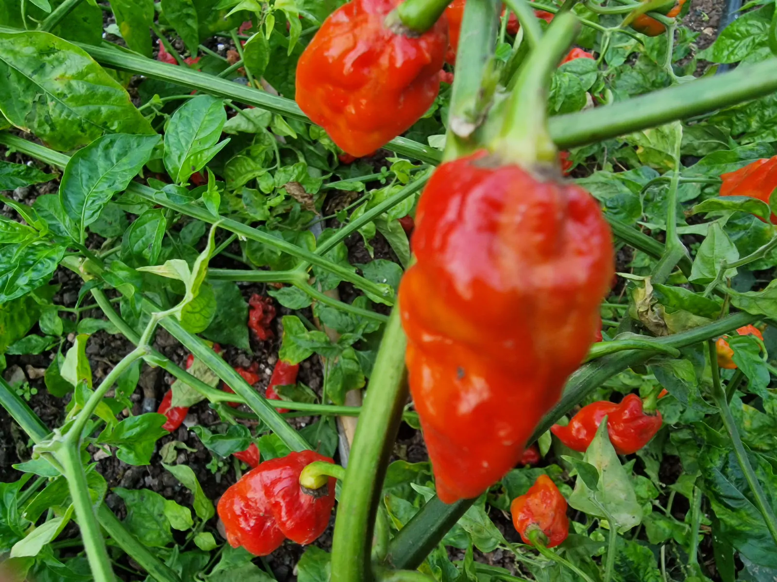 Komodo Dragon Red Chilli Seeds