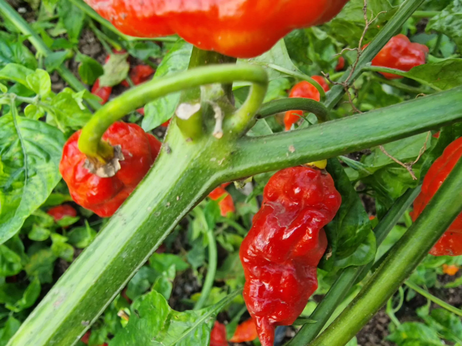 Komodo Dragon Red Chilli Seeds - Image 4