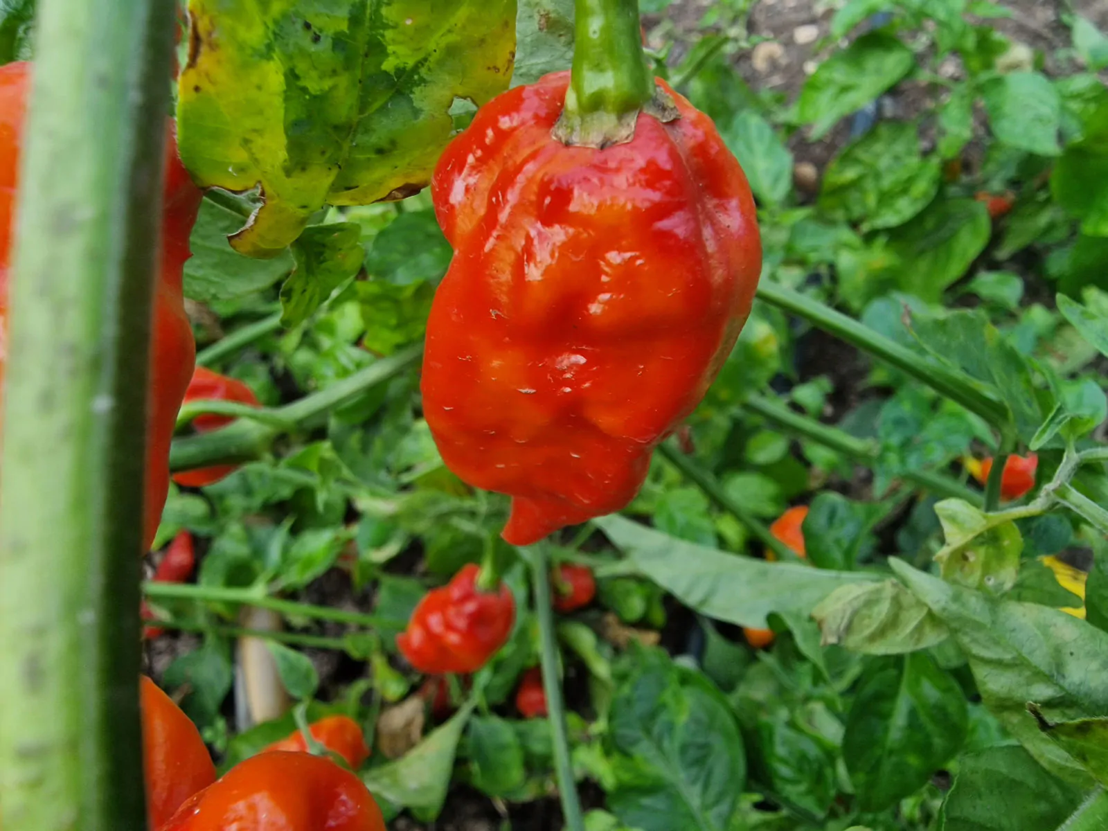 Komodo Dragon Red Chilli Seeds - Image 5