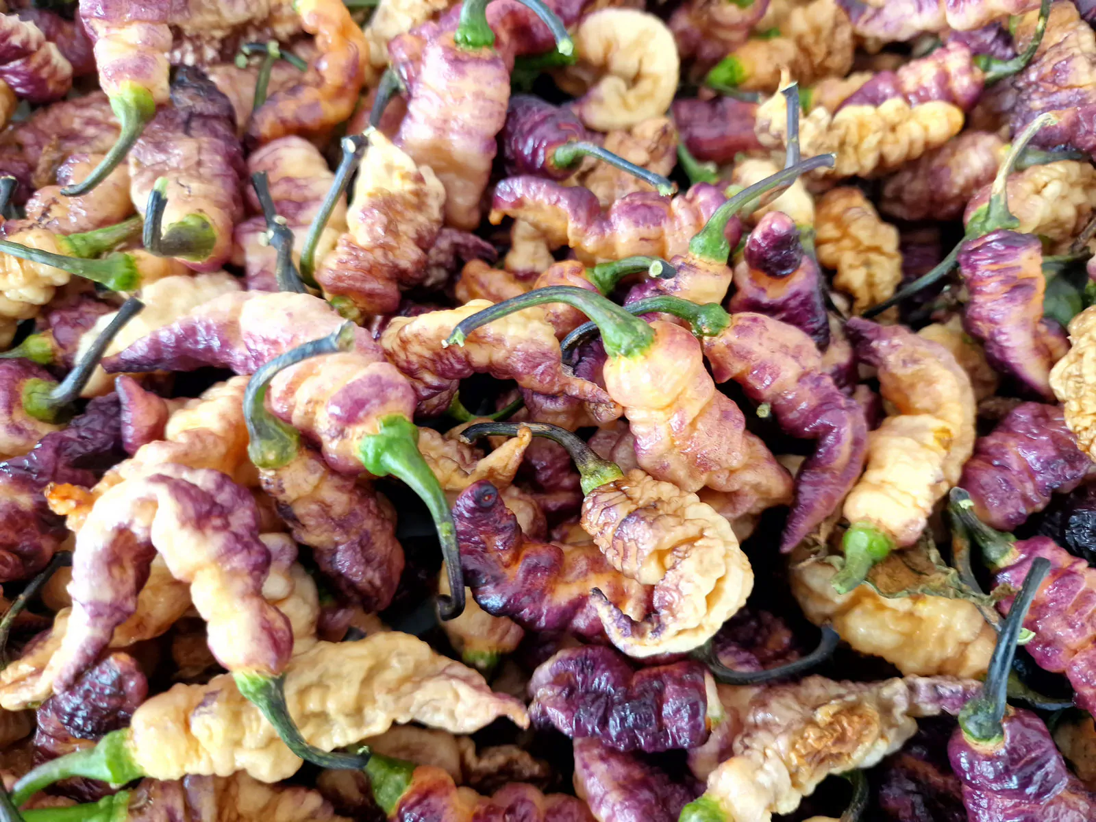 Thors Thunderbolt Chilli Seeds - Image 7