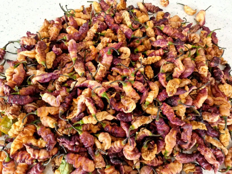 Thors Thunderbolt Chilli Seeds - Image 5