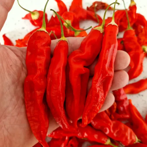 Sugar Rush Red Chilli Seeds