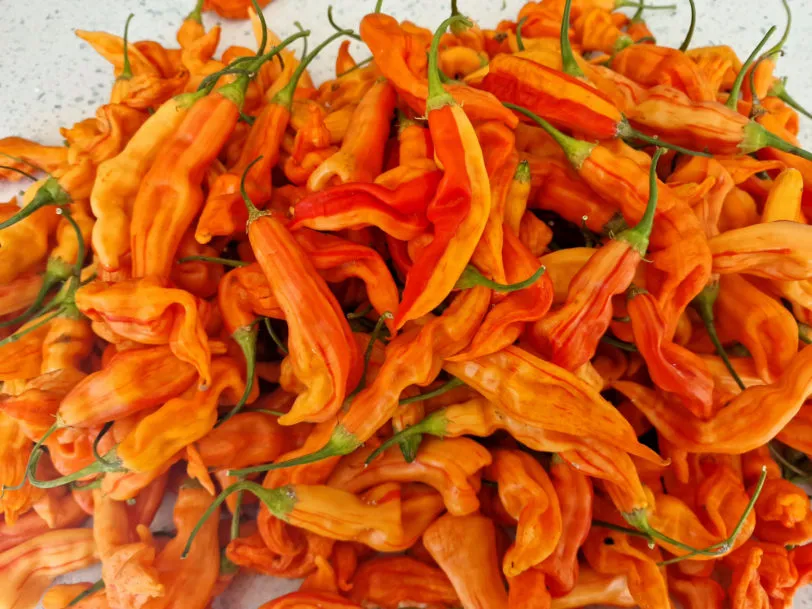 Sugar Rush Peach Stripey Chilli Seeds - Image 3