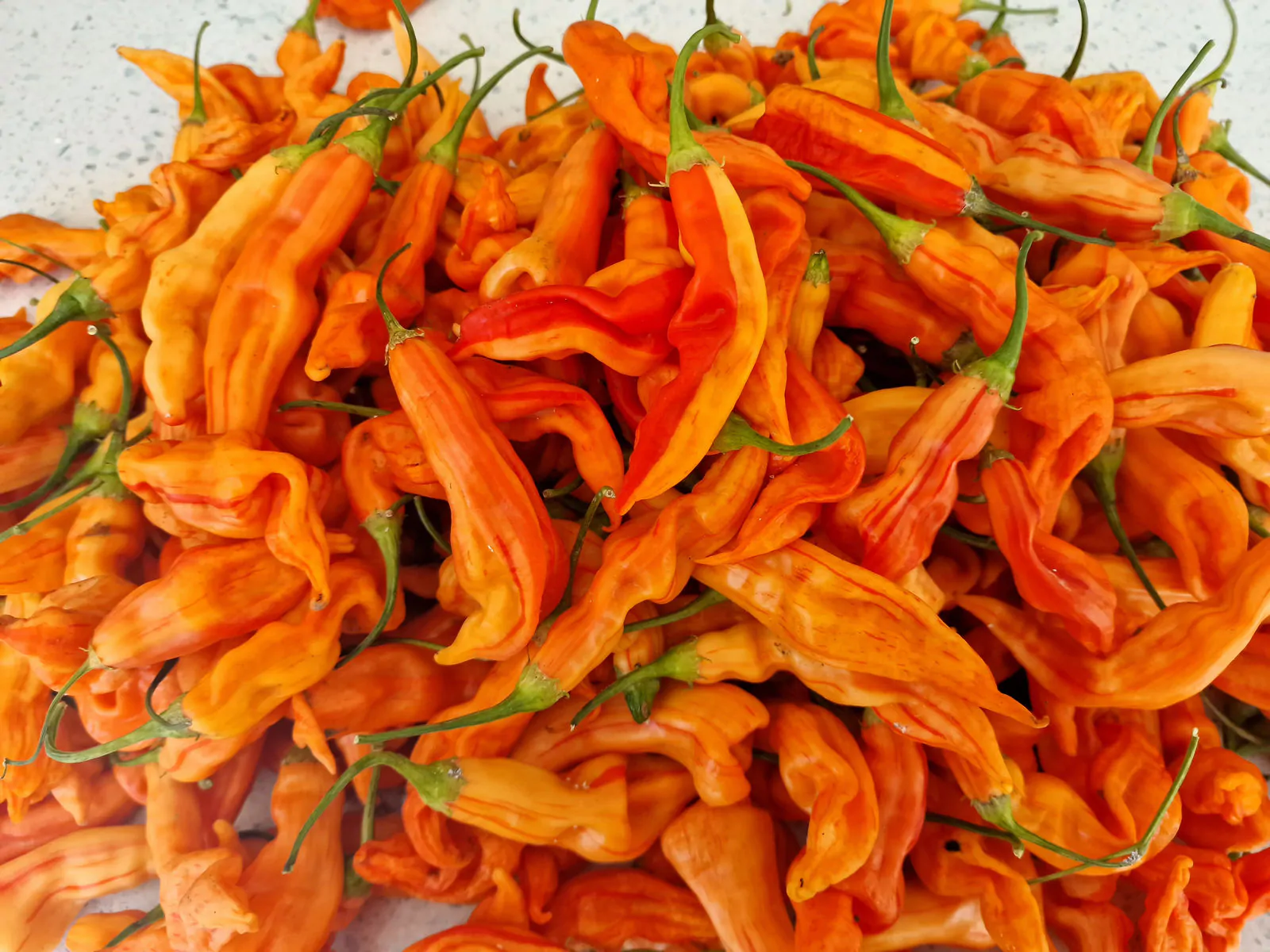 Sugar Rush Peach Stripey Chilli Seeds - Image 3