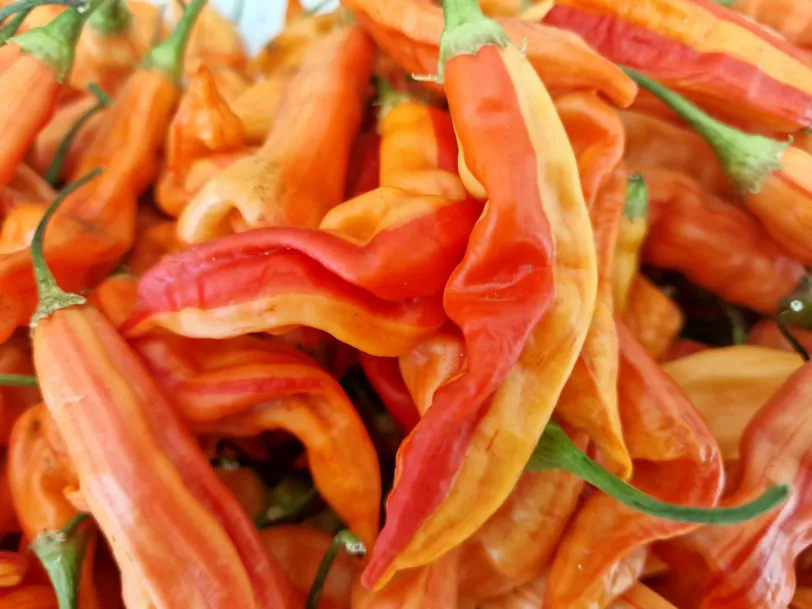 Sugar Rush Peach Stripey Chilli Seeds - Image 5