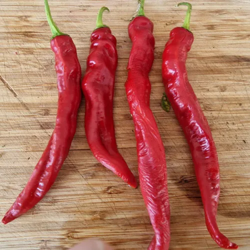 HJ8 Total Eclipse Space Chilli Seeds