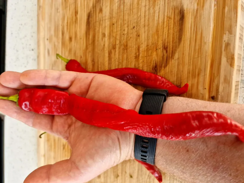 HJ8 Total Eclipse Space Chilli Seeds - Image 5