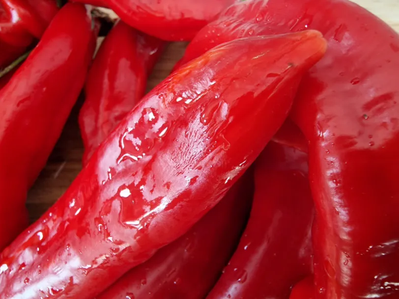 HJ1 Corona Space Chilli Seeds - Image 6