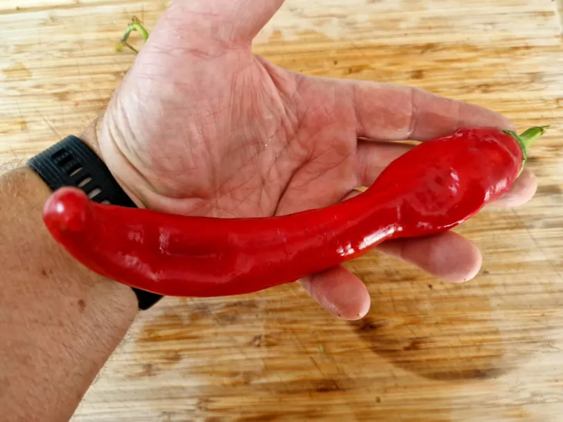 HJ1 Corona Space Chilli Seeds - Image 8