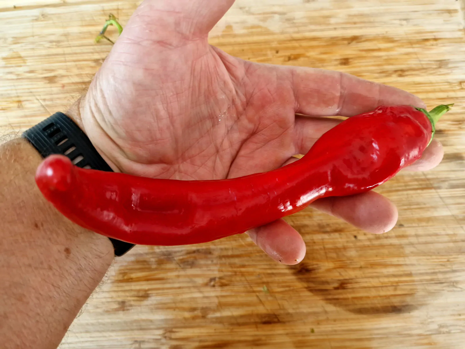 HJ1 Corona Space Chilli Seeds - Image 8