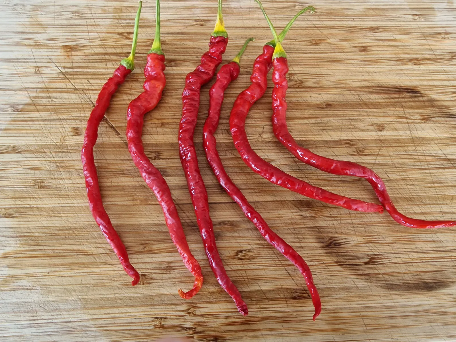HJ4 Comets Tail Space Chilli Seeds - Image 5